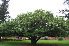Cerbera manghas